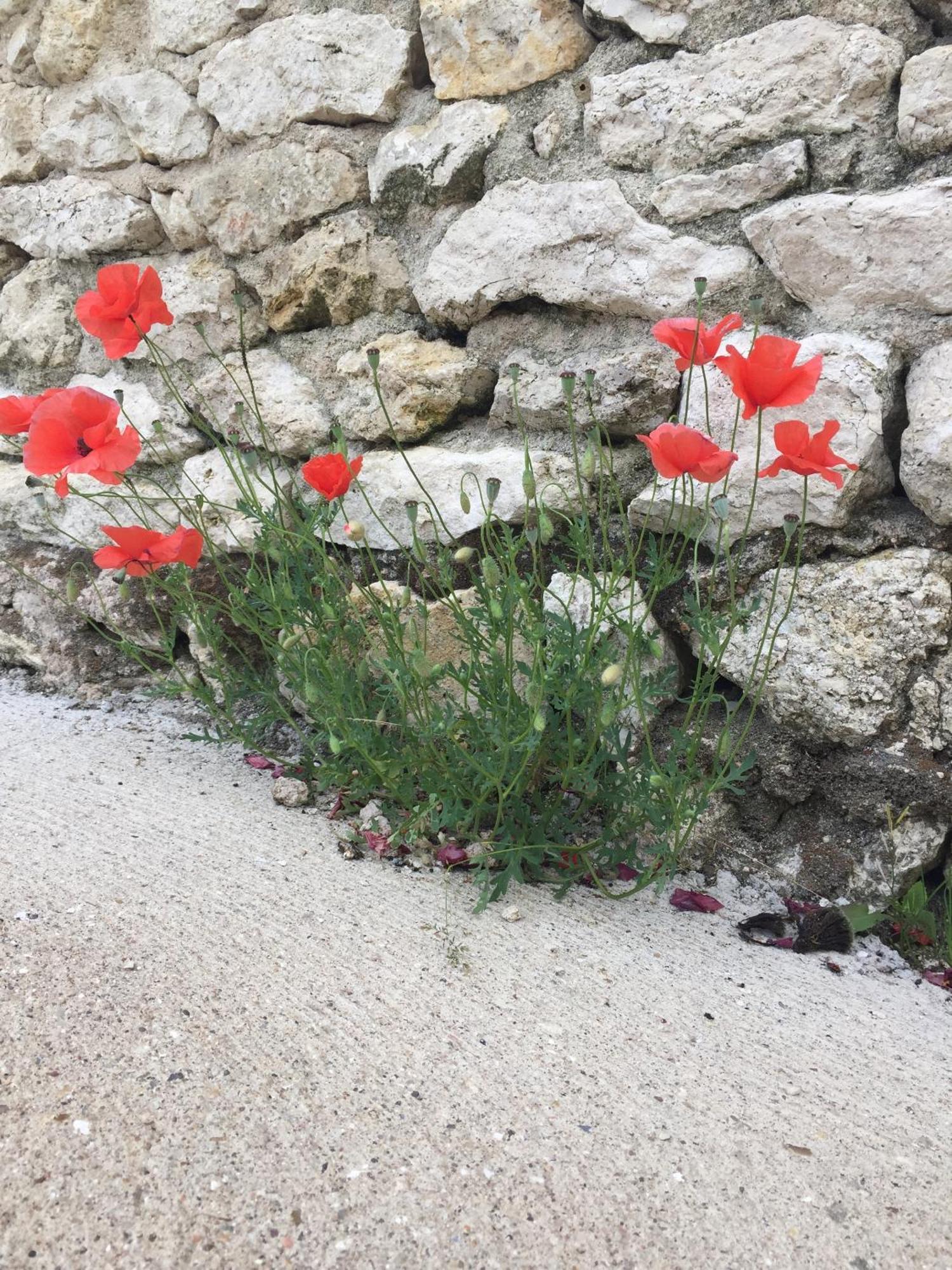 Un Figuier Dans Notre Jardin Villa Beaune-la-Rolande Kamer foto