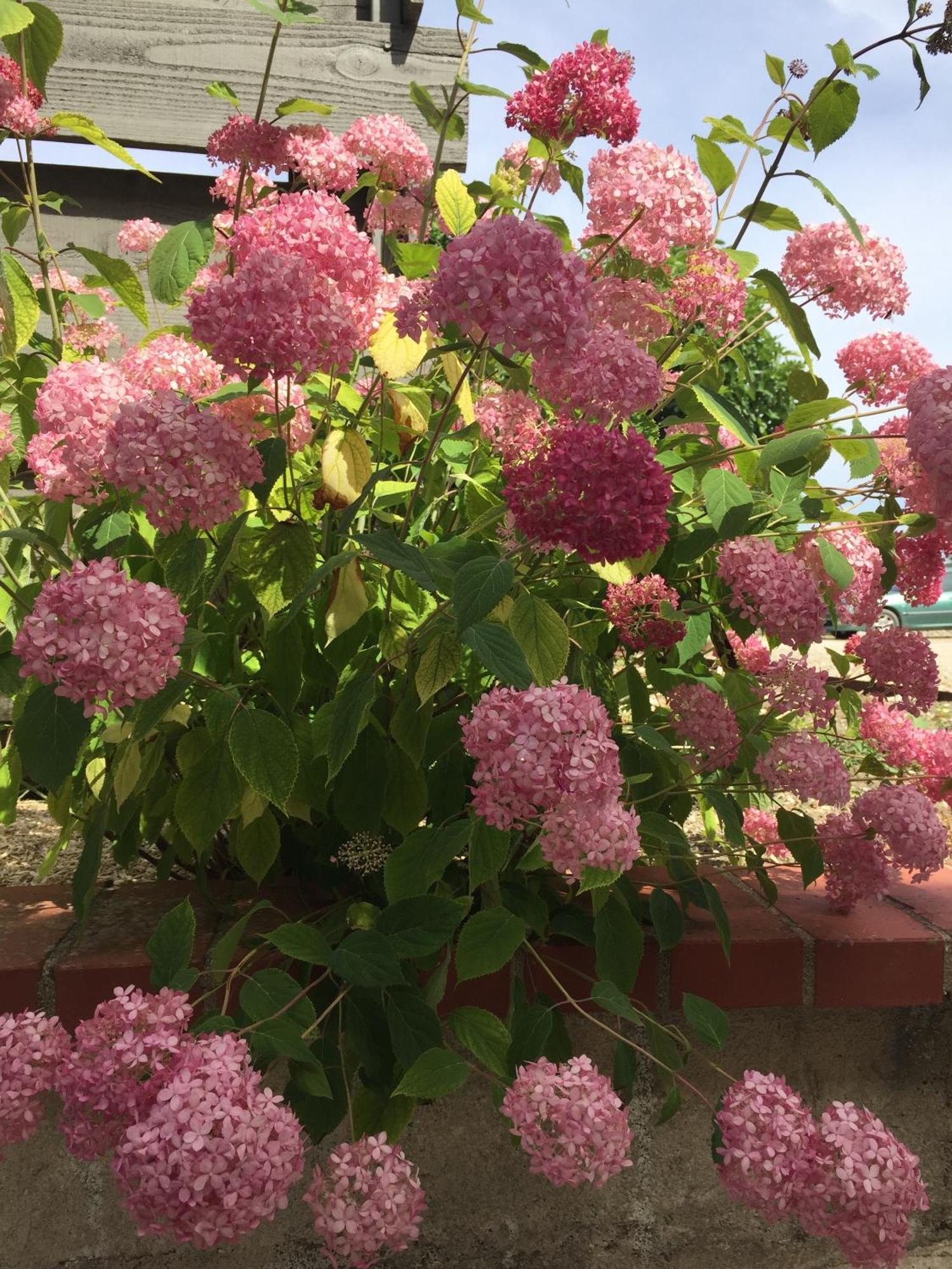 Un Figuier Dans Notre Jardin Villa Beaune-la-Rolande Kamer foto